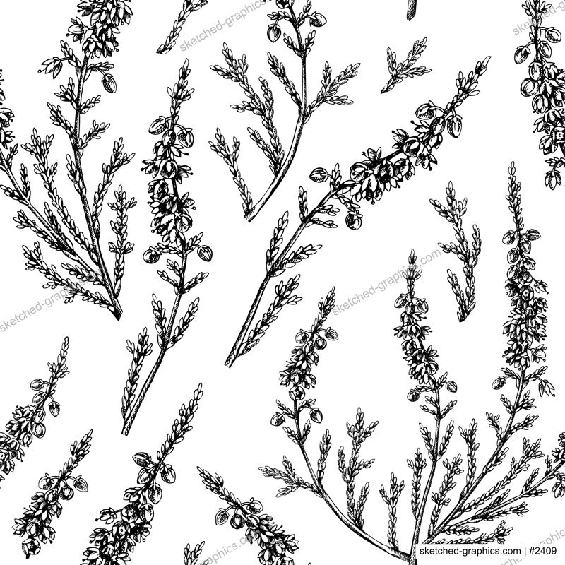 Hand sketched heather background. Vintage summer florals drawing seamless pattern. Traditional plant of Scotland. Botanical elements in engraved style. Heather flowers backdrop.