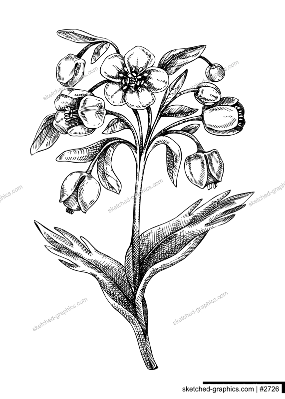 Hellebore flower sketch in engraved style. Floral branch with buds and leaves. Black contoured winter rose drawing. Botanical vector illustration of spring woodland plant isolated on white background