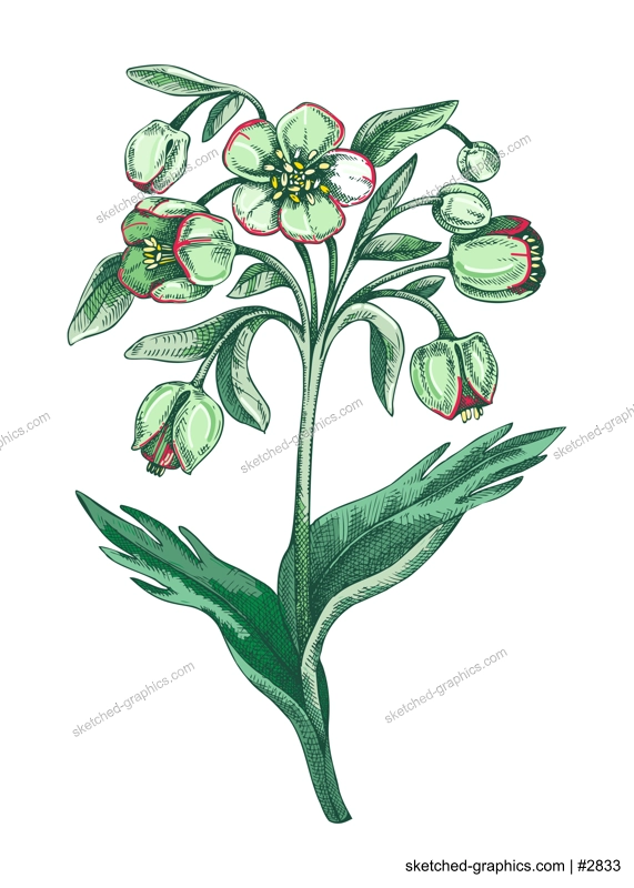 Hellebore sketch in color. Winter rose floral drawing. Hand drawn vector illustration. Spring woodland flower, wildflower