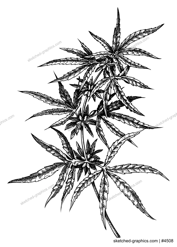 Hand sketched hemp illustrations. Vintage medicinal plant  drawing. Cannabis botanical drawing in engraved style. 