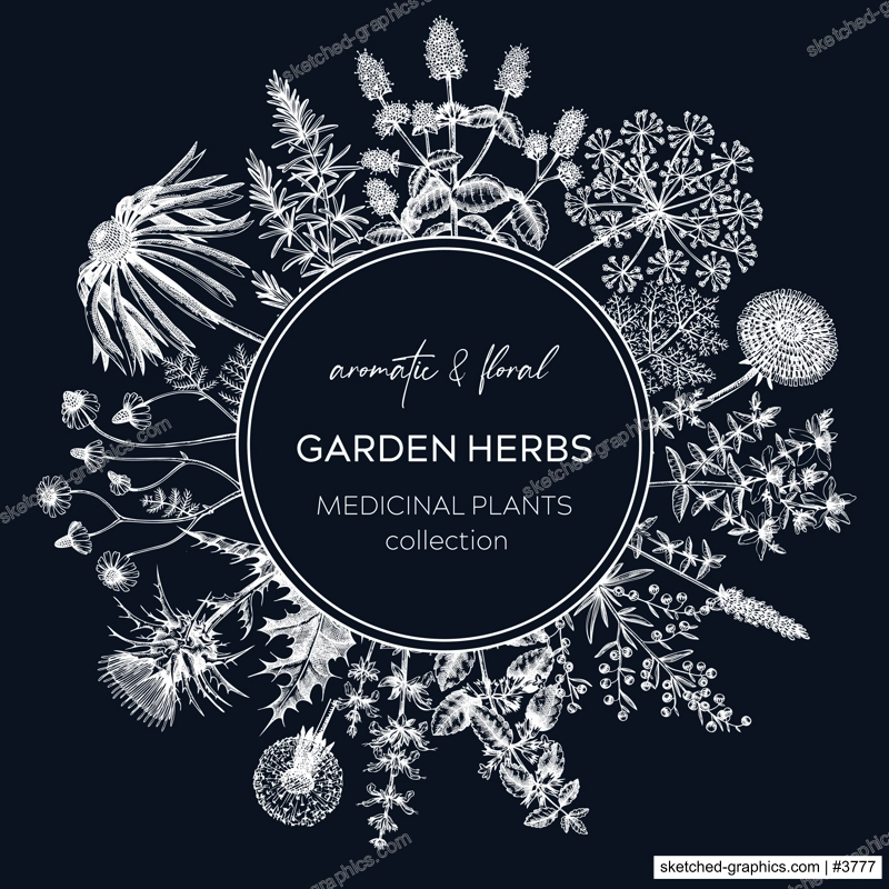 Vintage herb wreath on chalkboard. Aromatic plants design in sketched style. Herbal tea ingredients. Hand drawn herb banners for cosmetics, perfumery, herbal medicine. Floral card  
