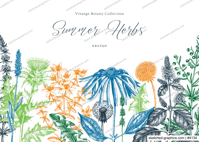 Vector herbs, flowers, weeds, meadows background. Aromatic plants vintage banner. Medicinal herb sketches. Botanical design for cosmetics, perfumery, packaging. Herbal tea ingredients in color
