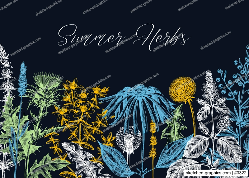 Vector herbs, flowers, weeds, meadows background. Aromatic plants vintage banner. Medicinal herb sketches. Botanical design for cosmetics, perfumery, packaging. Herbal tea ingredients on chalkboard
