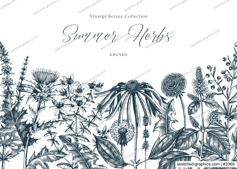 Vector herbs, flowers, weeds, meadows background. Aromatic plants vintage banner. Medicinal herb sketches. Botanical design for cosmetics, perfumery, packaging. Herbal tea ingredients in color