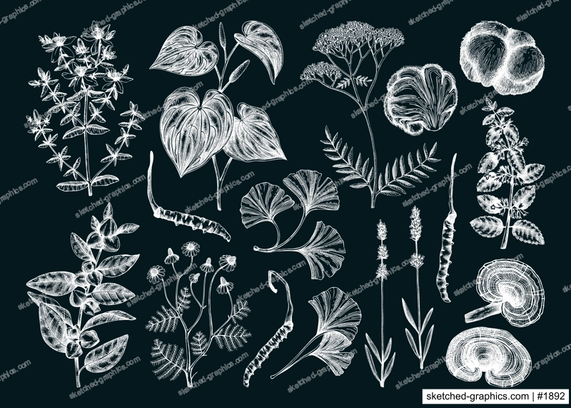 Sketch style mental health herbs and mushrooms. Hand-drawn vector illustrations. Healing plants, natural remedies, medicinal mushrooms on chalkboard. NOT AI generated 