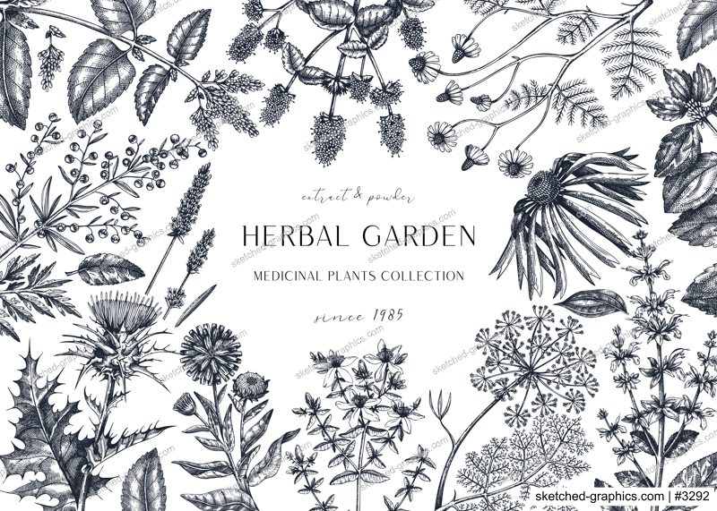 Hand drawn herbal plants banner. Decorative background with vintage medicinal plants, flowers, herbs for perfumery. Herbal medicine design template. Aromatic plants flyer