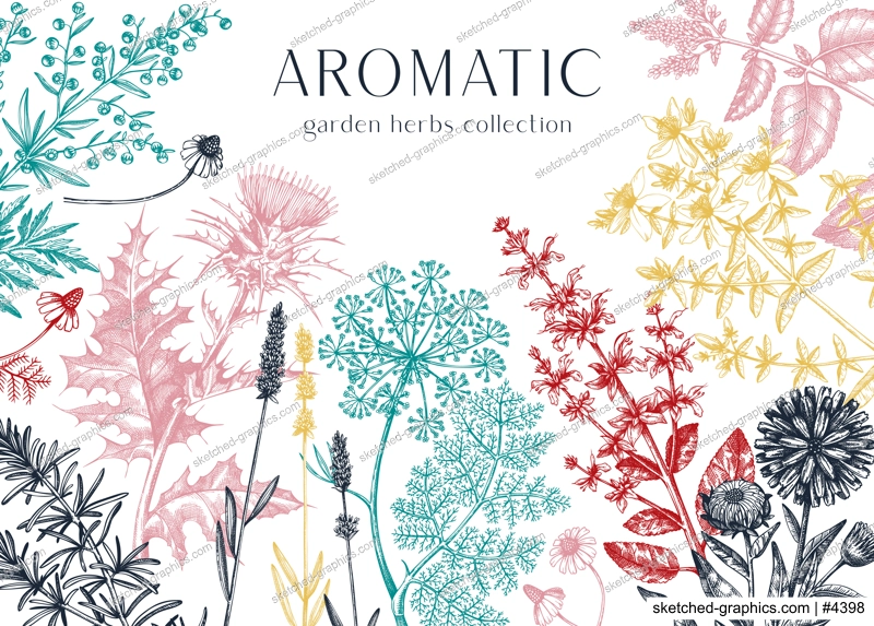 Hand drawn herbal plants banner. Decorative background with vintage medicinal plants, flowers, herbs. Herbal medicine and tea ingredients design template. Aromatic plants flyer
