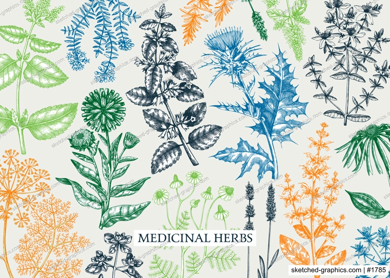 Vintage herbs background in color. Aromatic plants, medicinal flowers, perfume and cosmetic products, herbal tea ingredients in sketch style. Vector banner design, print, label