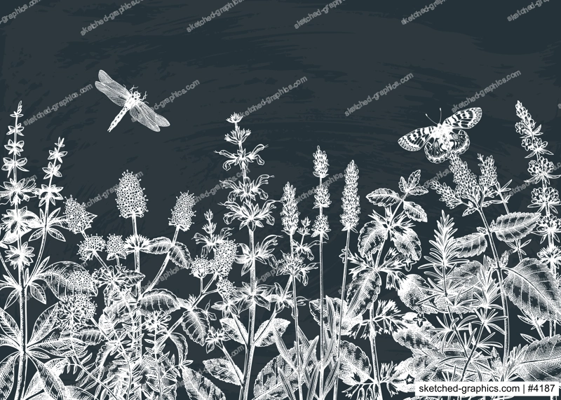 Hand sketched summer herbs background on chalkboard. Mints and balms plants design. Vintage herbs, wild flowers, weeds hand drawings. Herbal tea ingredients template. 