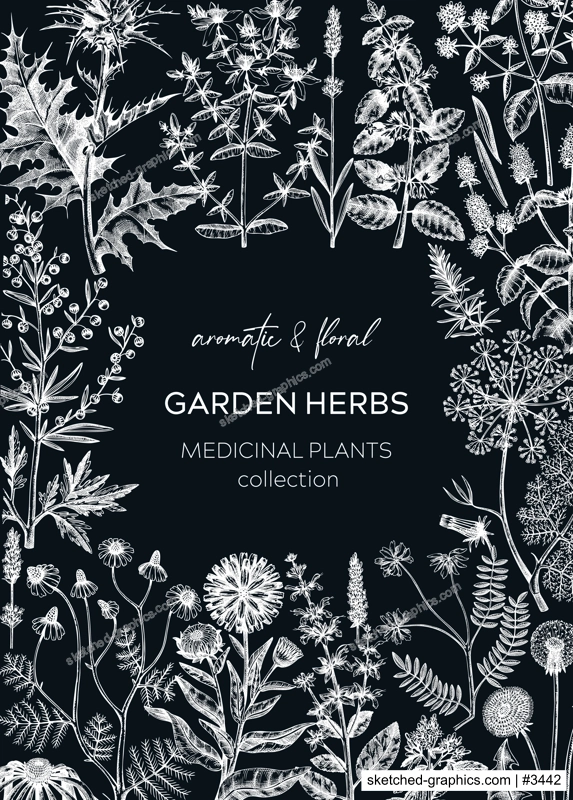 Vintage herbs card design on chalkboard. Aromatic plants frame. Herbal tea ingredients. Botanical design with hand drawn medicinal herbs for cosmetics or herbal medicine