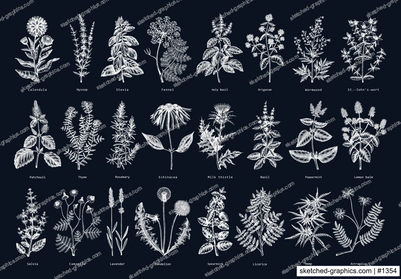 Vintage herbs illustrations on chalkboard. Sketched aromatic plants collection. Botanical design elements. Herbal tea ingredients. Hand drawn medicinal herbs for banners, stickers, label, packaging.