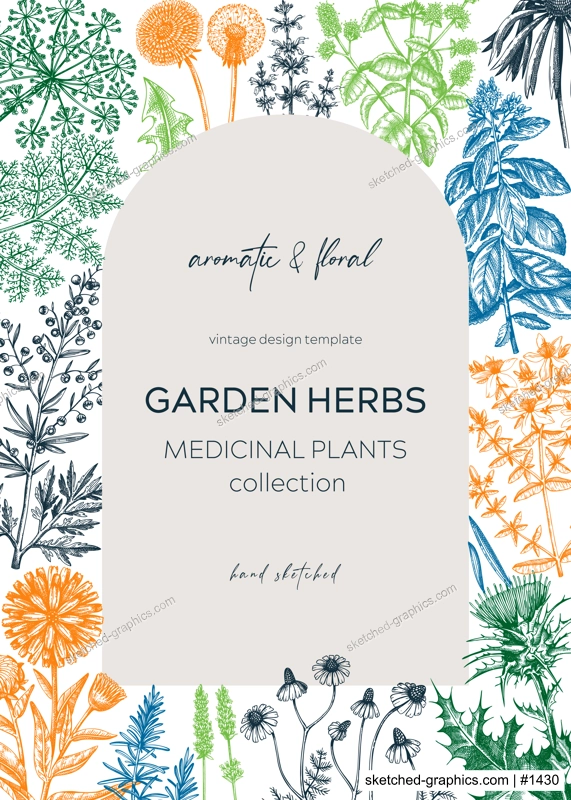 Vintage herbs card design. Sketched aromatic plants frame in color. Botanical design. Herbal tea ingredients. Hand drawn medicinal herbs cover, invitation, banners, stickers, label, packaging.