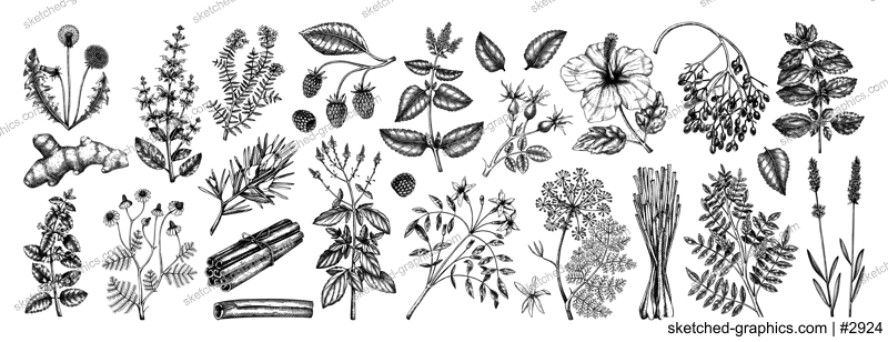 Hand drawn tea ingredients collection in vintage style. Botanical illustration of fruits, flowers, leaves, and herbs for recipe, menu, label, icon, packaging. Herbal tea ingredients set