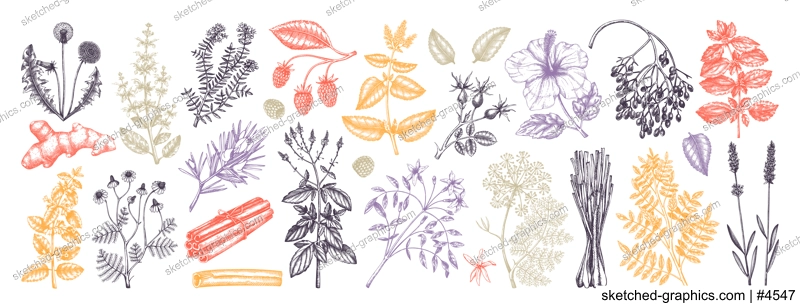 Hand drawn tea ingredients collection in color. Botanical illustration of fruits, flowers, leaves, and herbs for recipe, menu, label, icon, packaging. Herbal tea ingredients set