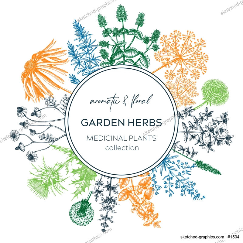 Vintage herb card or invitation. Aromatic plants botanical design. Herbal tea ingredients. Hand drawn medicinal herbs for cosmetics, perfumery, herbal medicine. Floral wreath
