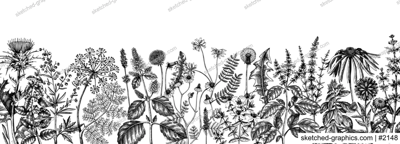 Vector herbs and meadows background. Aromatic plants vintage banner. Medicinal herb sketches. Botanical design for cosmetics, perfumery, herbal tea and herbal medicine. Floral backdrop