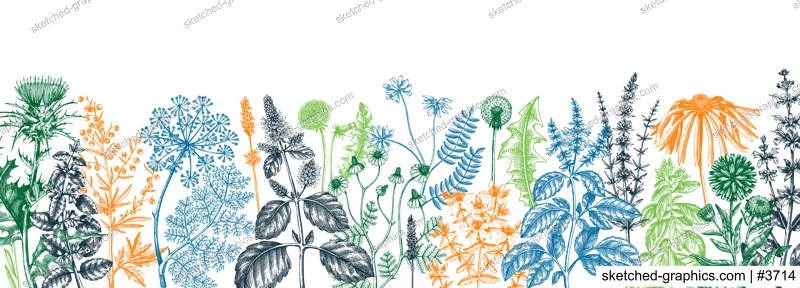 Vector herbs and meadows background. Aromatic plants vintage banner. Medicinal herb sketches. Botanical design for cosmetics, perfumery, herbal tea and herbal medicine. Floral backdrop