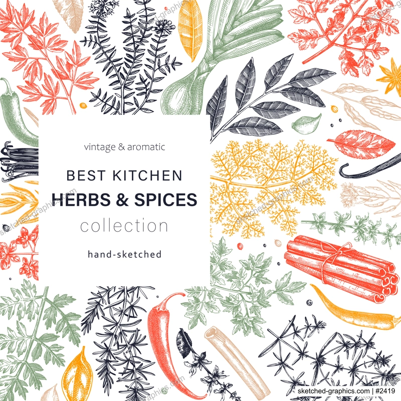 Hand-drawn herbs and spices vector design. Hand-sketched food square card. Vintage aromatic plants hand-drawing. Kitchen herbs and spice frame template in color for menu or banners