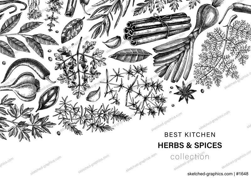 Hand-drawn herbs and spices vector design. Hand-sketched food illustration. Vintage aromatic plants hand-drawing. Kitchen herbs and spice frame template in sketched style. Vintage menu or banners