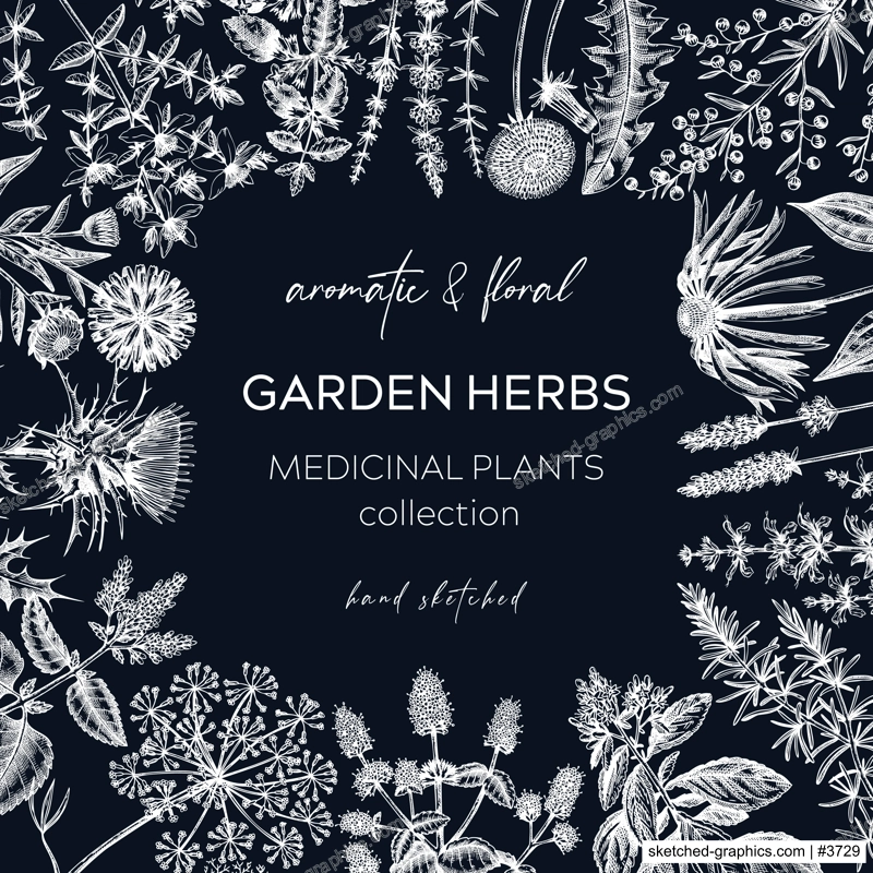 Vintage herbs card design. Sketched aromatic plants frame on chalkboard. Botanical design. Herbal tea ingredients. Hand drawn medicinal herbs cover, invitation, banners, stickers, label, packaging. 