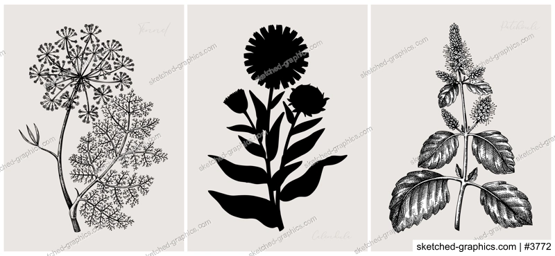 Collage style herbs vector illustration. Herbal plants and flowers sketches. Trendy floral design with botanical patchouli, fennel, calendula drawings. Print, poster, wall art, cards in vintage style.