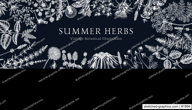Vector herbs and meadows background. Aromatic plants vintage banner. Medicinal herb sketches on chalkboard. Botanical design for cosmetics, perfumery,, herbal tea and herbal medicine. Floral backdrop