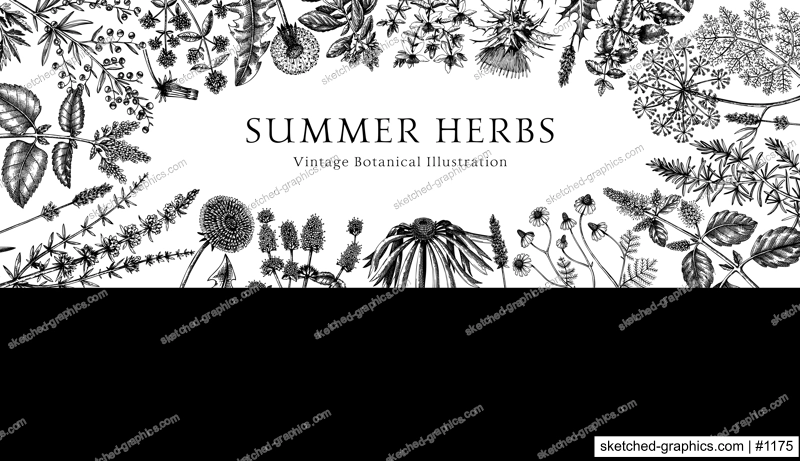 Vector herbs and meadows background. Aromatic plants vintage banner. Medicinal herb sketches. Botanical design for cosmetics, perfumery, herbal tea and herbal medicine. Floral frame