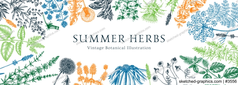 Vector herbs and meadows background. Aromatic plants vintage banner. Medicinal herb sketches. Botanical design for cosmetics, perfumery, herbal tea and herbal medicine. Floral frame