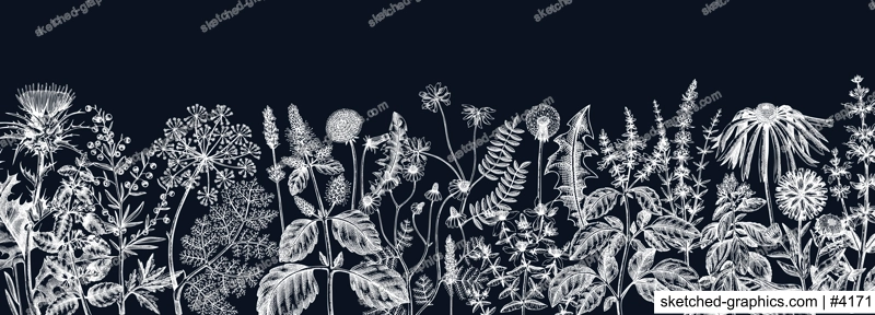 Vector herbs and meadows background on chalkboard. Aromatic plants vintage banner. Medicinal herb sketches. Botanical design for cosmetics, perfumery, herbal tea and herbal medicine. Floral backdrop