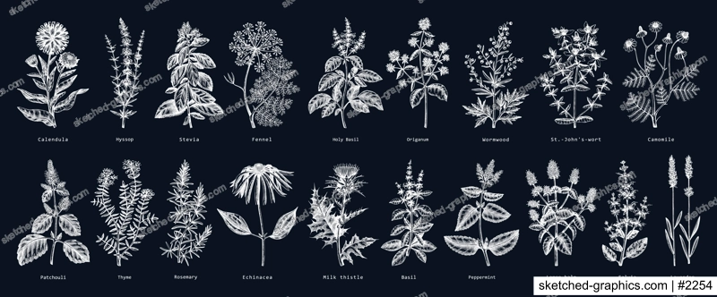 Vintage herbs illustrations on chalkboard. Aromatic plants sketches collection. Botanical design elements. Herbal tea ingredients. Hand drawn medicinal herbs for cosmetics, herbal medicine, perfumery