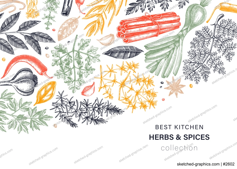 Hand-drawn herbs and spices vector background in color. Hand-sketched food illustration. Aromatic plants hand-drawing. Kitchen herbs and spice frame template in sketched style for menu or banners