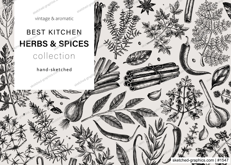 Hand-drawn herbs and spices vector design. Hand-sketched food illustration. Vintage aromatic plants hand-drawing. Kitchen herbs and spice frame template in sketched style. Vintage menu or banners