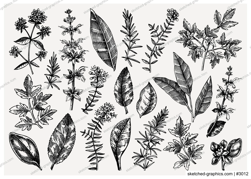 Vector collection of typical herbs and spices leaves. Hand-sketched kitchen herbal plants illustration. Aromatic food cooking ingredients collection. Hand-drawn herbs for Italian cuisine