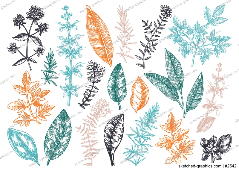 Vector collection of typical herbs and spices leaves. Hand-sketched kitchen herbal plants illustration. Aromatic food cooking ingredients collection. Hand-drawn herbs for Italian cuisine