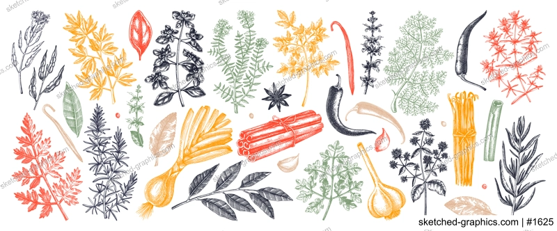 Hand-drawn herbs and spices sketches collection. Hand sketched food illustrations in color. Vintage aromatic plants set in sketch style. Kitchen spice and herbs black and white hand drawings