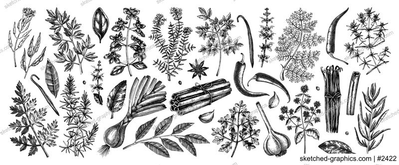 Hand drawn herbs and spices sketches collection. Hand sketched food illustrations isolated on white. Vintage aromatic plants set in sketch style. Kitchen spice and herbs black and white drawings