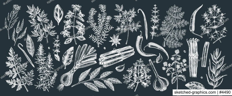 Hand drawn herbs and spices sketches collection. Hand sketched food illustrations on chalkboard. Vintage aromatic plants set in sketch style. Kitchen spice and herbs black and white drawings