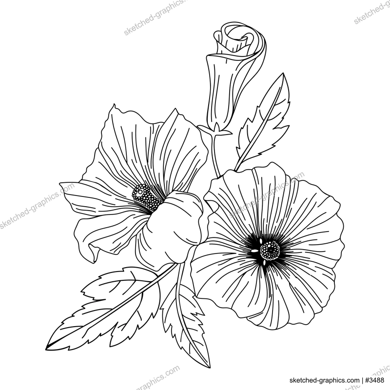 Hibiscus flower illustration. Modern botanical drawing for pattern, logo, template, banner, posters, invitation, and greeting card design. Black hibiscus outline. Tropical flower design.