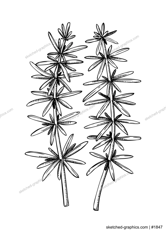 Hand drawn hijiki - sargassum fusiform sketch. Brown sea vegetable drawing isolated on white background. Sea kelp. Edible seaweed vector food illustration. Japanese cuisine, heathy eating ingredient, 