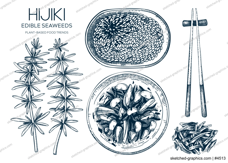 Hand-drawn hijiki sketches set. Sea vegetable drawings. Sea kale isolated on white. Edible seaweed vector food illustration. Japanese cuisine dishes menu design elements. Heathy eating ingredients
