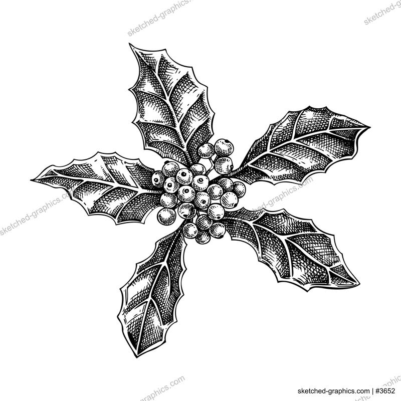 Holly sketch. Evergreen plant drawing. Ilex branch with berries hand-drawn vector illustration. Christmas design element. NOT AI generated