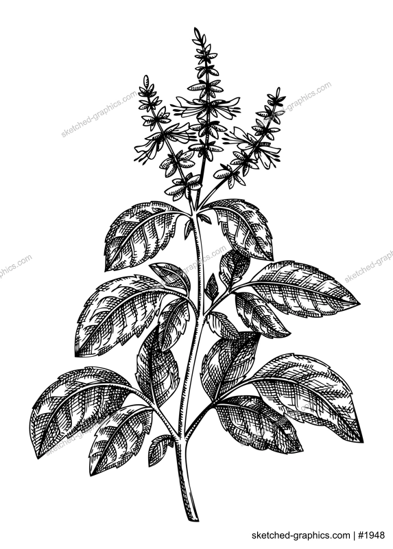 Holy Basil. Adaptogenic plant botanical sketch. Hand-sketched Holy Basil illustration. Great for traditional medicine, cosmetology, Ayurveda, clinical research design. Natural adaptogen drawing