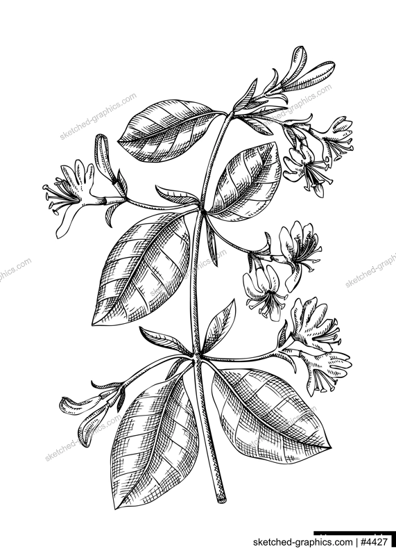 Honeysuckle flower sketch in engraved style. Floral branch with buds and leaves. Black contoured floral elements. Botanical vector illustration of spring garden plant isolated on white background