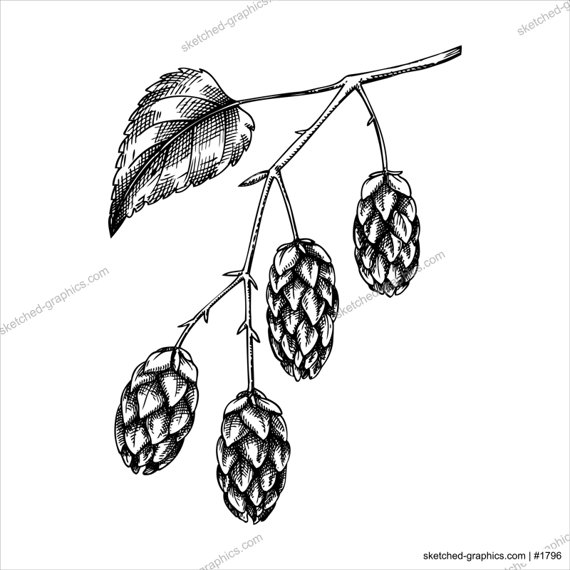 Hop  flowers vector illustration. Hand drawn black and white botanical drawing. Beer ingredient sketch. Vintage hop branch for recipe, menu, label, packaging design. 
