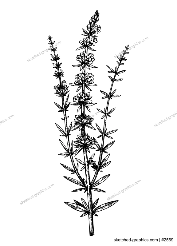 Hand sketched hyssop botanical illustration with leaves and flowers. Hand-drawn medical herbs and spices. Engraved style botanical illustration. Herbal medicine and tea ingredients 