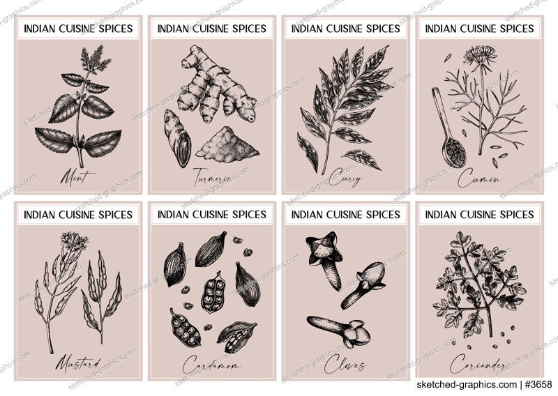 Indian spice labels set. Curry, cumin, mustard, turmeric, coriander, cloves sketches. Herbs and spices hand-drawn vectot illustration. Vintage print design. NOT AI generated