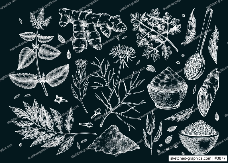 Indian cuisine herb and spice sketches set. Curry, cumin, mustard, turmeric, coriander, cloves chalk drawing. Kitchen spices hand-drawn vector illustration. NOT AI genereted