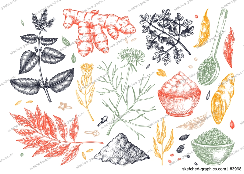 Indian cuisine herb and spice sketches set. Curry, cumin, mustard, turmeric, coriander, cloves drawing. Kitchen spices hand-drawn vector illustration. NOT AI genereted
