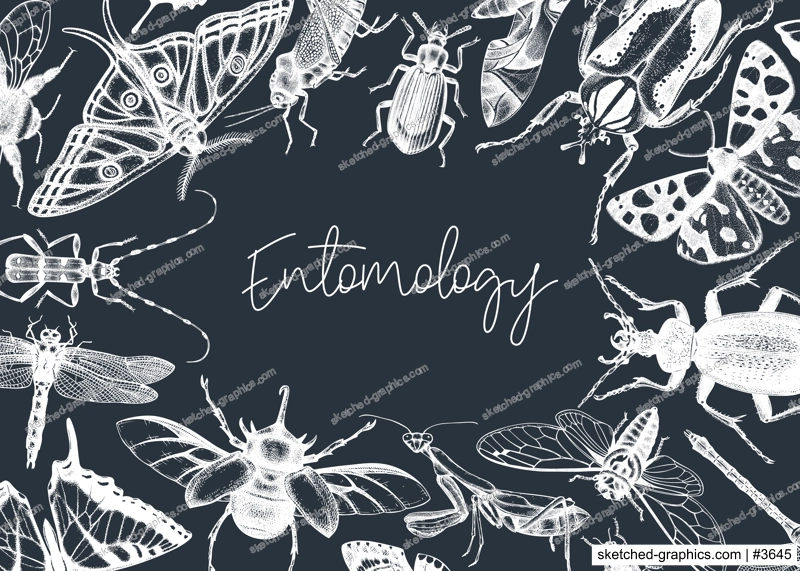 Hand-sketched insect banner template. Hand drawn beetles, bugs, butterflies, dragonfly, cicada, moths, bee illustrations in vintage style. Entomological frame design on chalkboard