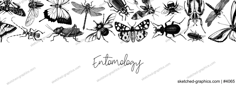 Hand-sketched insect banner template. Hand drawn beetles, bugs, butterflies, dragonfly, cicada, moths, bee illustrations in vintage style. Entomological frame vector design on chalkboard